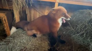 Лиса-Алиса. Хорошее настроение Игниса в хорошую погоду