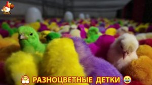 Цыплята и утята милые пушистики растут на радость хозяину (107)