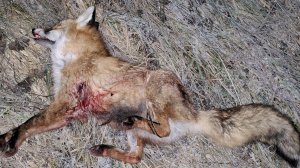 458 Lott Subsonic vs fox 1