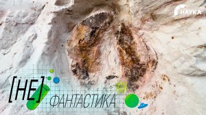 Российские ученые нашли уникальное окаменелое «дерево», которому 385 миллионов лет