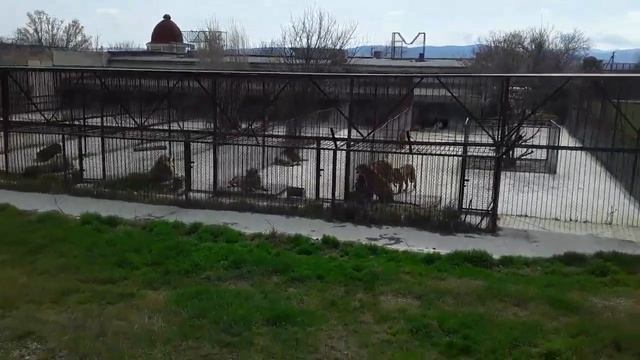 17 апреля. Парк львов _Тайган_.🦁🦁🦁. Часть 3.