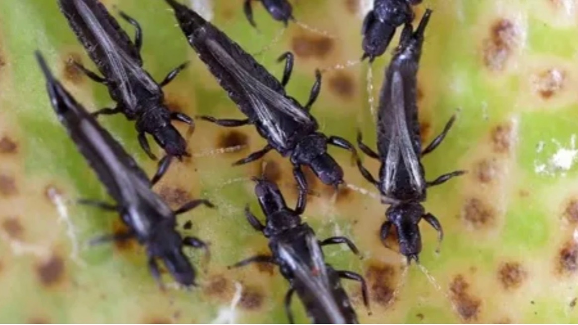 Как определить что у вас на растениях есть вредители.  Трипсы на орхидеях . Как обнаружить трипса