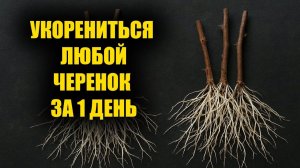 Корни лезут как бешеные! Лучший способ укоренить любой черенок, розы, виноград!