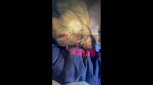 Спасатели в Хабаровском крае спасли пса, отравившегося дымом на пожаре