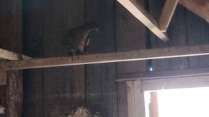 продажа бойных голубей в омской области.