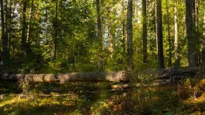 Тайга. Лесные истории.