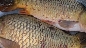 Купила рыбу. Сазан. Подготовка к Новому году началась!