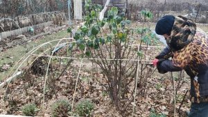 Обрезка роз перед укрытием зимой.