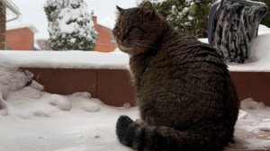 В метель Барсик предпочитает сидеть дома 15-12-2025