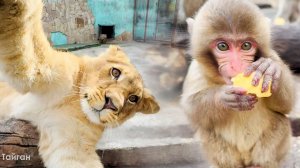 Хоровод вокруг столба! Кувырки, игры с хвостом - львы большие кошки! Сакура с Васаби в гонки играют