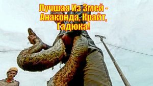 Лучшая Из Змей - Анаконда, Крайт, Гадюка!