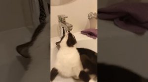 Я ВЕРНУЛСЯ ВМЕСТЕ С КИШКОЙ