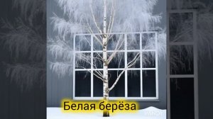 ЯНепоэт -Белая берёза