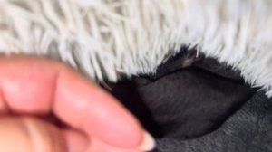 Вот так проходит МОЯ НОЧЬ, когда появляются новые питомцы я совсем не высыпаюсь!