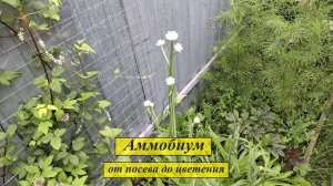 Аммобиум - странный инопланетянин. От посева до цветения. # 114