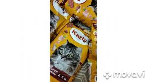 Спасибо Руслану и анониму / купил кошке гору сухого корма Katty в Пятерочке