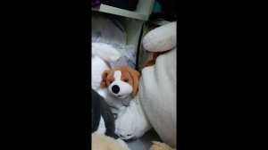 Герда сожрала злопланетного червяка! мы теперь живём в подвале! бигльбрут и Бернский Зенненхунд Арни