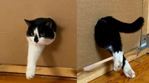 СМЕШНО ДО СЛЕЗ 😹😍 СМЕШНЫЕ КОТЫ, ЛУЧШИЕ ПРИКОЛЫ С КОТАМИ, СОБАКАМИ КОШКИ,СОБАКИ , ЖИВОТНЫЕ 🥰