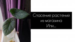 спасение растений из магазина, или...