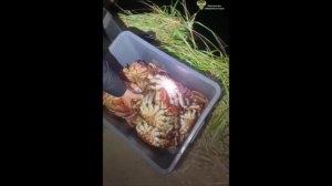Мужчине грозит суд за незаконную добычу краба