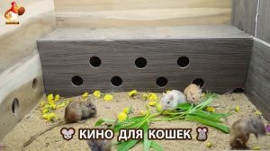 Видео для кошек про крысок развлекать питомцев 🐭🐀😂 (407)