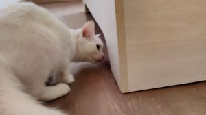 Мама - кошка ищет своего белого котенка, который убегает от матери и старшего котенка.