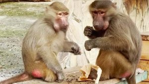 Смеёмся вместе со Стёпой! Гамадрильи хомяки набили полные щеки и довольны! Тайган