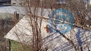 В центре Саратова заметили загорающую лису