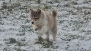 Завтрак щенкам