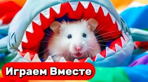 Хомяк попал в ЛАБИРИНТ С ПРЕПЯТСТВИЯМИ 🐹 Выбираемся из лабиринта вместе