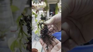 Просто пересаживаю растения ☘️🌿☘️🌿😊