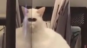 Кот задал вопрос ребусом на прямую линию с Путиным Итоги года 2025