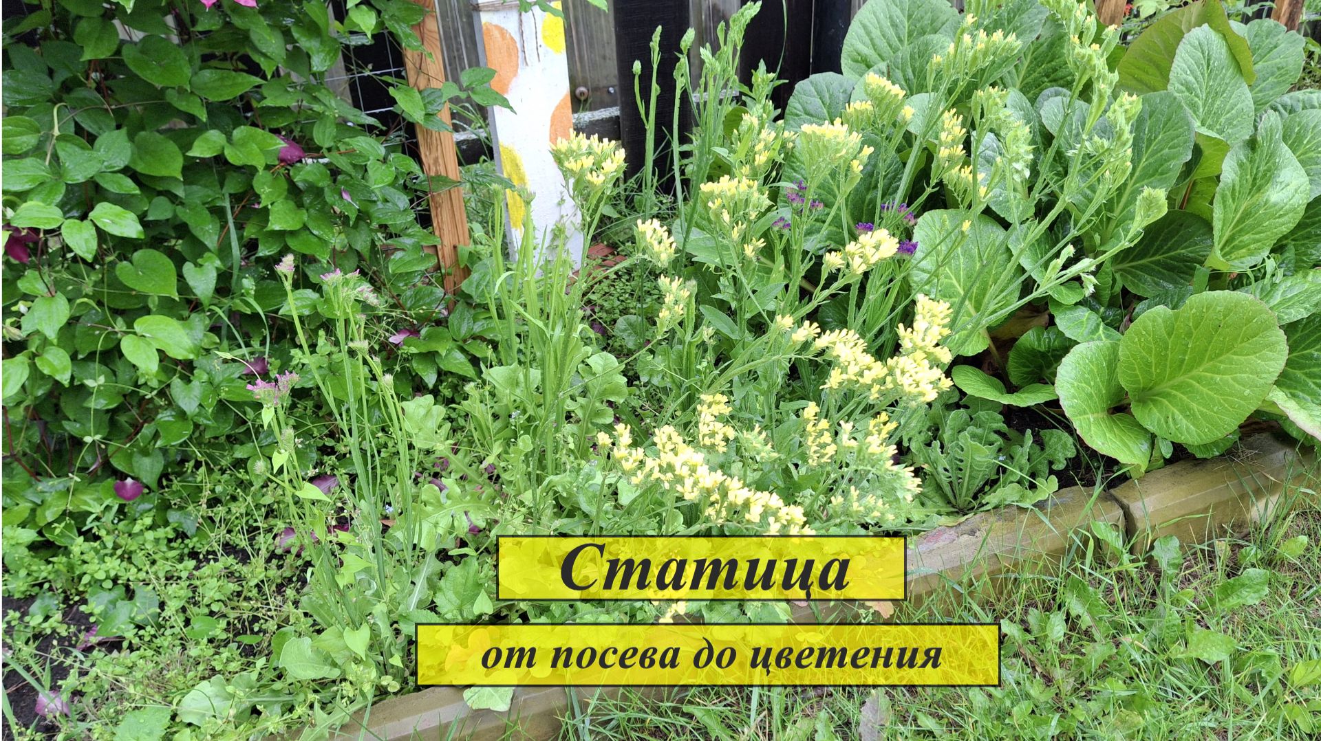 Статица - сухоцвет, от посева до цветения. #108