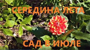 Сад день за днем. 21 июля 2022 года.