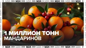 Россияне съедят около 1 миллиона тонн мандаринов в 2025 году