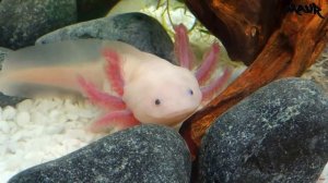 Самые Удивительные Существа на Планете