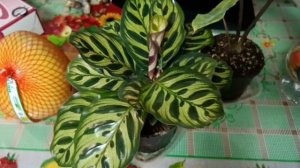 #новые растения в моем доме