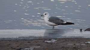 Степ сизых чаек. Братеево, 15 декабря 2025