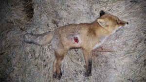 458 Lott Subsonic vs fox 2