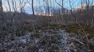 DJI OSMO ACTION 6 сюрприз после первого включения. Медведи Ленинградской области ещё не спят.