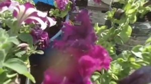 КАК ВЫГЛЯДИТ ПРОШЛОГОДНЯЯ ПЕТУНИЯ СЕГОДНЯ. 2022 год.