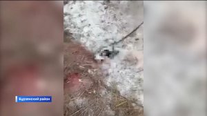 В Бурзянском районе Башкортостана волки съели собаку