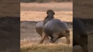 Битва бегемотов🦛🦧🦛✨💫