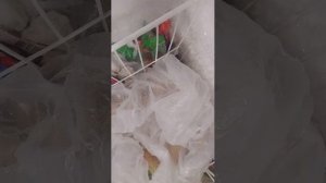 гульки с лпшк