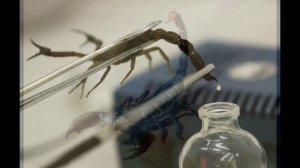Скорпионы. Удивительные и увлекательные факты о скорпионах.