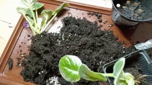 СЕНПОЛИЯ. ДЕЛЮ НА РОЗЕТОЧКИ.