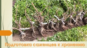 Подготовка саженцев винограда к зиме. Декабрь 2025