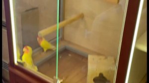 Клетка-витрина для птиц и шиншилл | Попугаи неразлучники в витрине | Мир Шиншилл