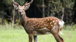 Пятнистый олень