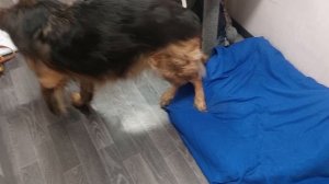 Наша любимая  Ежевичка🥰